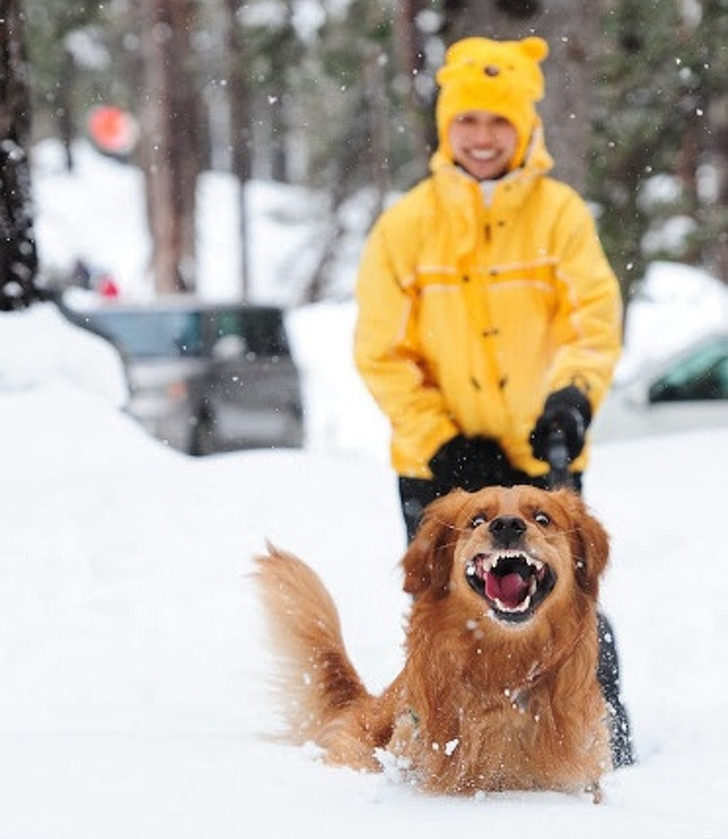 15 hình ảnh động vật trong mùa đông khiến trái tim ai cũng phải tan chảy ảnh 6 15 hình ảnh động vật trong mùa đông khiến trái tim ai cũng phải tan chảy ảnh 6
