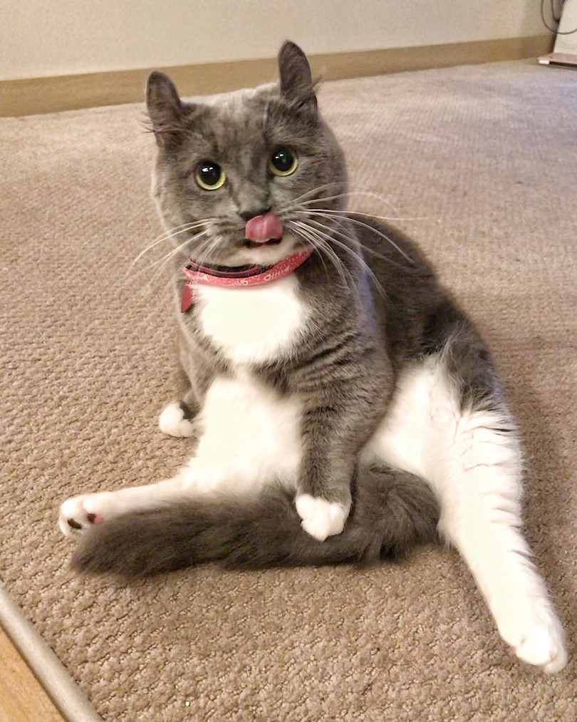 Chùm ảnh đáng yêu của loài mèo giúp bạn đánh bay mọi muộn phiền ảnh 10