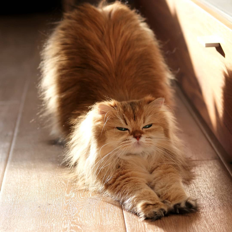 Chùm ảnh đáng yêu của loài mèo giúp bạn đánh bay mọi muộn phiền ảnh 11