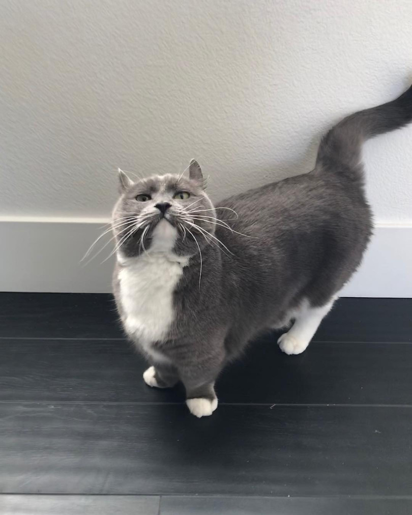 Chùm ảnh đáng yêu của loài mèo giúp bạn đánh bay mọi muộn phiền ảnh 14