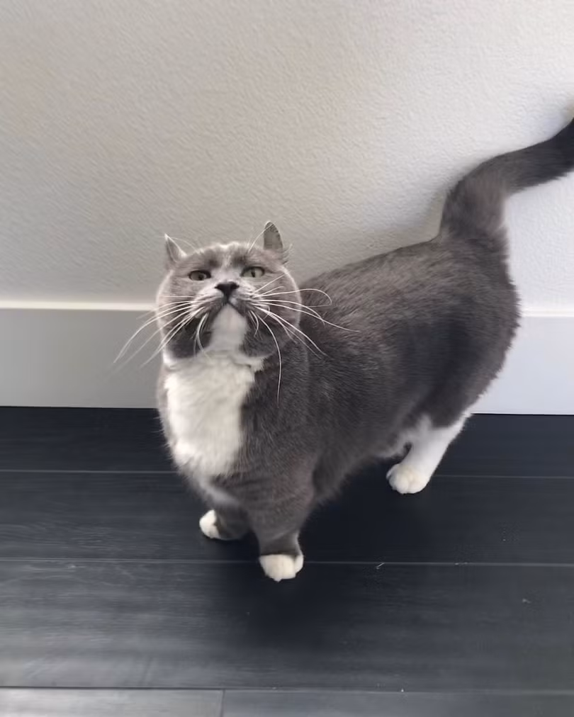 Chùm ảnh đáng yêu của loài mèo giúp bạn đánh bay mọi muộn phiền ảnh 14