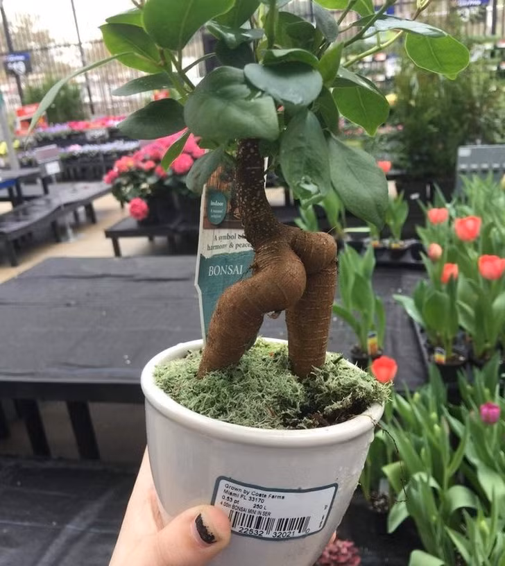 17 hình ảnh vui nhộn dễ gây hiểu lầm nhất ảnh 2