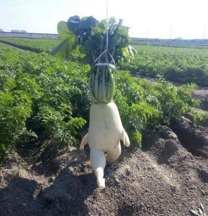 17 hình ảnh vui nhộn dễ gây hiểu lầm nhất ảnh 14