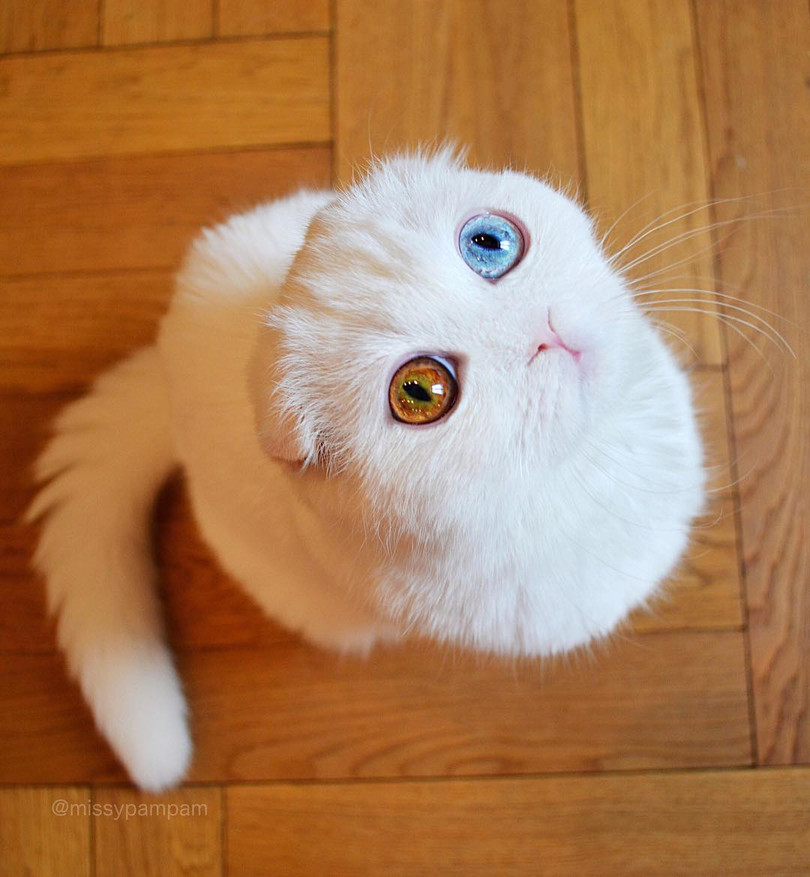 Chùm ảnh đáng yêu của loài mèo giúp bạn đánh bay mọi muộn phiền ảnh 15