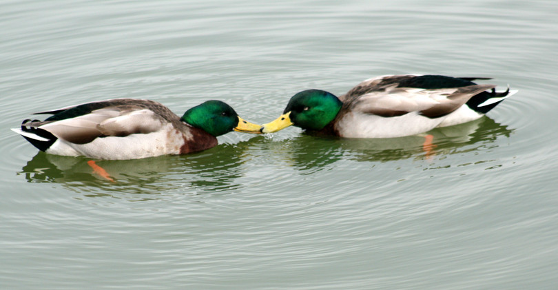 15 khoảnh khắc chứng tỏ động vật cũng tồn tại những tình yêu mãnh liệt ảnh 6 Kết quả hình ảnh cho 20-animal-couples-that-prove-love-does-exist