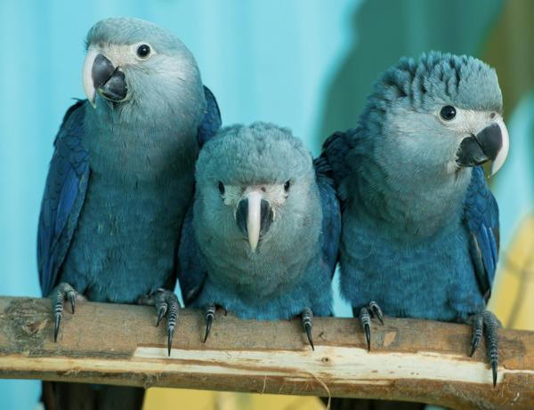 Vẹt xanh đuôi dài của loạt phim hoạt hình 'Rio' đã tuyệt chủng ảnh 3 11