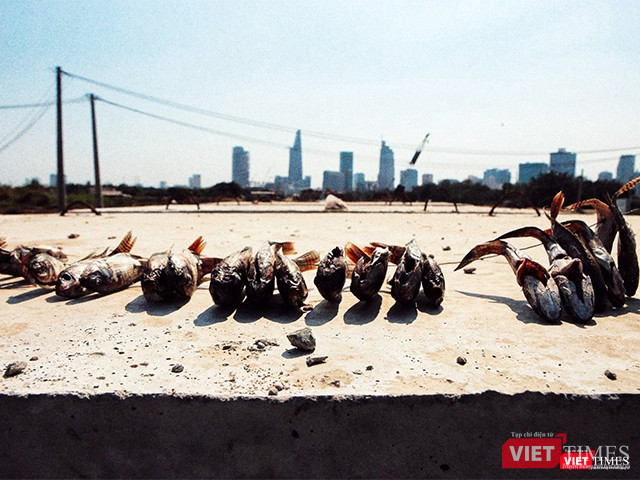 Những con cá này được người dân Thủ Thiêm đánh bắt từ dưới sông lên, phơi khô trên những khối bê tông nóng rẫy. Cuộc đời họ, mòn mỏi, khô quắt vì chờ đợi hàng chục năm nay cho niềm hy vọng về một tương lai tươi sáng về khu đô thị mới Thủ Thiêm hình thành, như chính sản vật của họ vậy. Ảnh: Mai Kỳ.