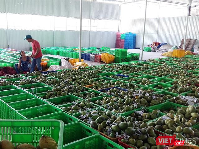 Xoài vừa nhập về chuẩn bị đưa vào khâu sơ chế.