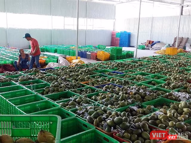 Xoài vừa nhập về chuẩn bị đưa vào khâu sơ chế.