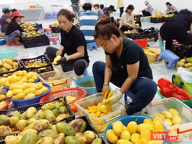 Nhà máy của bà Ba Sương tạo công ăn việc làm cho hàng trăm lao động là người địa phương.