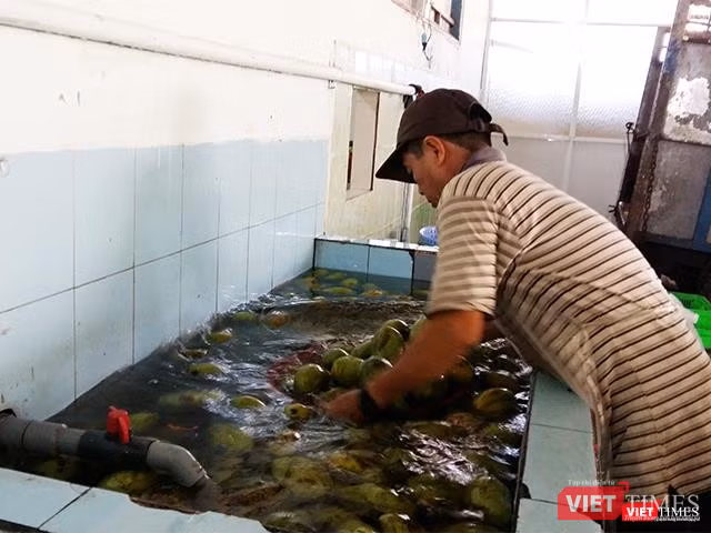 Xoài đưa đưa thẳng về nhà máy và bắt đầu công đoạn sơ chế: Rửa sạch.