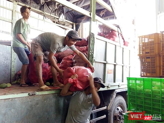 Những ngày cao điểm vào vụ xoài ở Nam Bộ, công nhân bốc vác của nhà máy làm không hết việc.