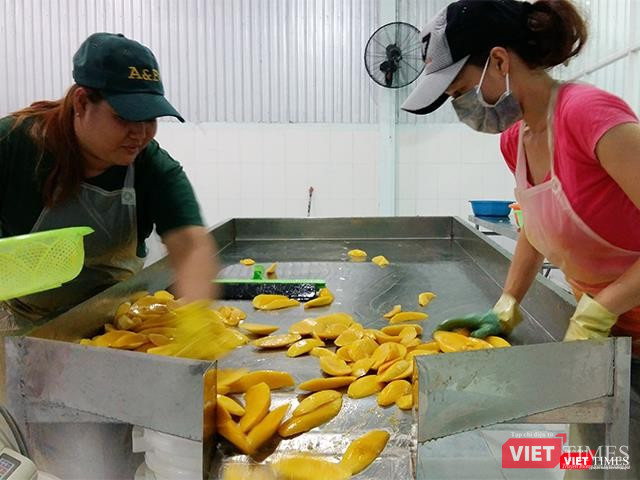 Xoài đã qua sơ chế chuẩn bị đưa vào gia đoạn sấy khô.