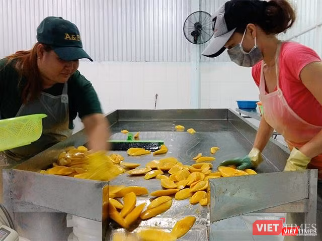 Xoài đã qua sơ chế chuẩn bị đưa vào gia đoạn sấy khô.