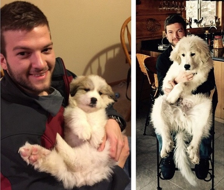 15 bức ảnh cảm động về quá trình trưởng thành của cún con ảnh 14 15 bức ảnh cảm động về quá trình trưởng thành của cún con ảnh 14