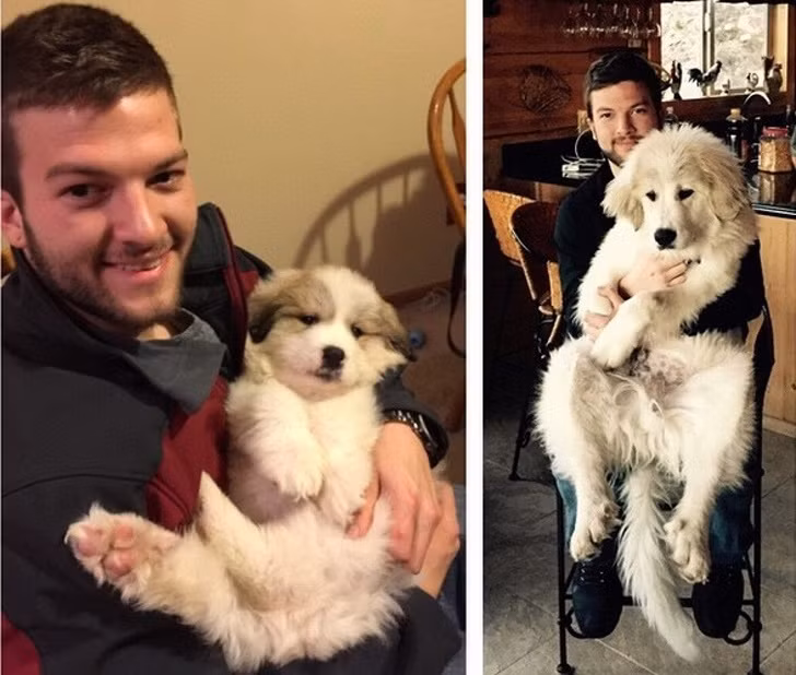 15 bức ảnh cảm động về quá trình trưởng thành của cún con ảnh 14