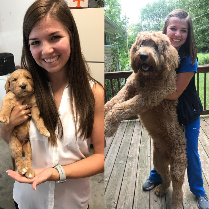 15 bức ảnh cảm động về quá trình trưởng thành của cún con ảnh 5 15 bức ảnh cảm động về quá trình trưởng thành của cún con ảnh 5