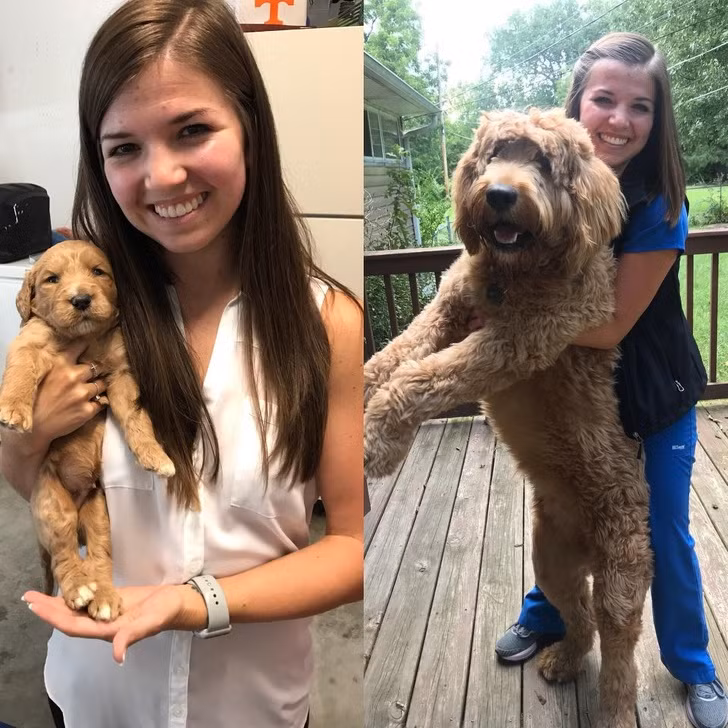 15 bức ảnh cảm động về quá trình trưởng thành của cún con ảnh 5