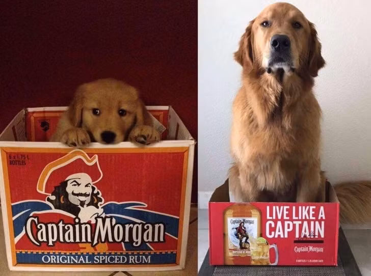 15 bức ảnh cảm động về quá trình trưởng thành của cún con ảnh 9