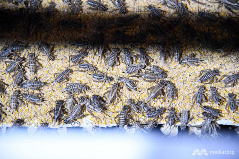 Các trang trại nuôi côn trùng có rất nhiều tại Thái Lan. Ảnh CNA