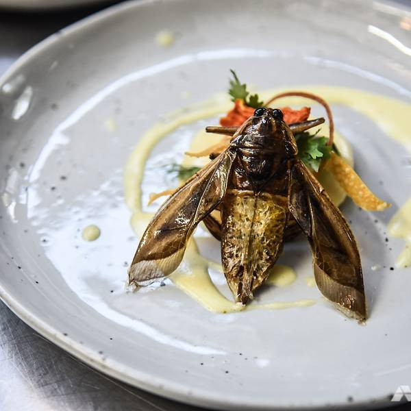 việc thuyết phục mọi người phản bội bản năng sợ hãi của họ và cắm nĩa ăn thử một con bọ trên đĩa không phải là một nhiệm vụ dễ dàng. Ảnh: CNA