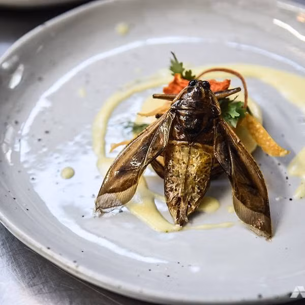 Việc thuyết phục mọi người phản bội bản năng sợ hãi của họ và cắm nĩa ăn thử một con bọ trên đĩa không phải là một nhiệm vụ dễ dàng. Ảnh: CNA việc thuyết phục mọi người phản bội bản năng sợ hãi của họ và cắm nĩa ăn thử một con bọ trên đĩa không phải là một nhiệm vụ dễ dàng. Ảnh: CNA