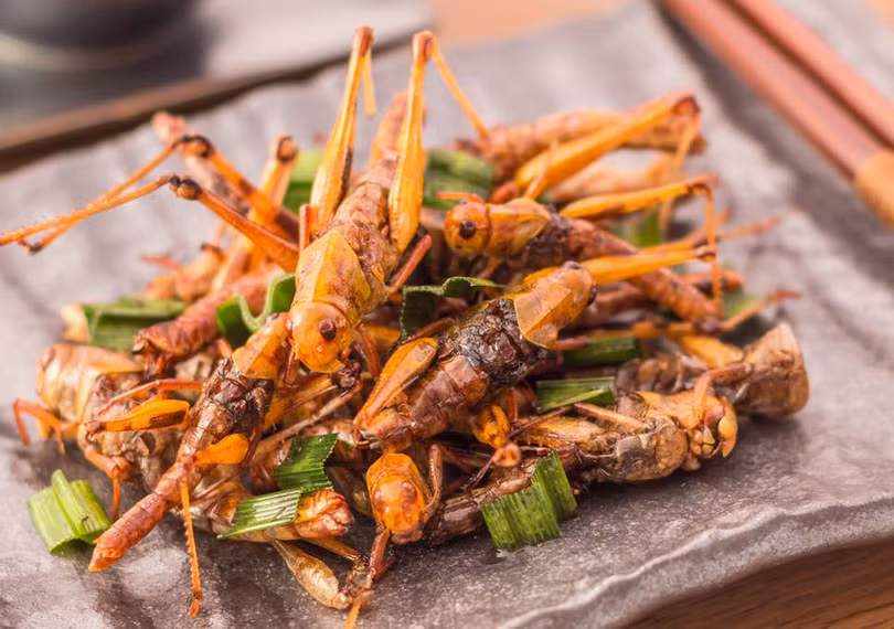 Châu chấu và dế chiên xù. Ảnh: CNA Châu chấu và dế chiên xù. Ảnh: CNA