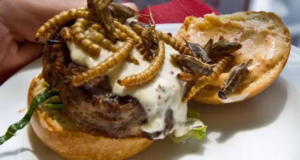 Hambuger côn trùng. Ảnh: CNA Hambuger côn trùng. Ảnh: CNA