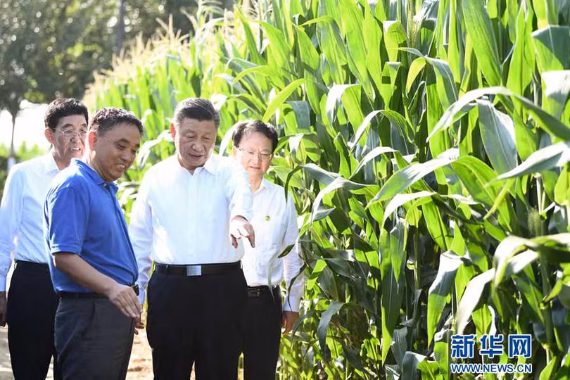 Ngày 22/7 vừa qua, ông Tập Cận Bình đã khảo sát tình hình nông nghiệp ở Cát Lâm và chỉ đạo về đảm bảo an ninh lương thực (Ảnh: Tân Hoa xã)