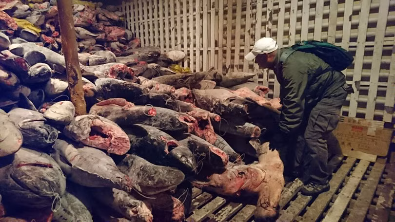 Một tàu đánh cá Trung Quốc bị Ecuador bắt năm 2017, trên có gần 7 tấn cá mập bị đánh bắt trái phép (Ảnh: AFP).