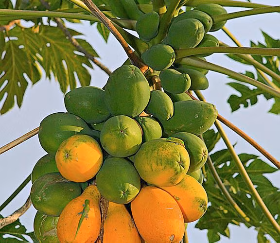  Bài 13: Chữa ung thư bằng "lá lẩu" của thầy lang, có thể tước đi cơ hội sống ảnh 3