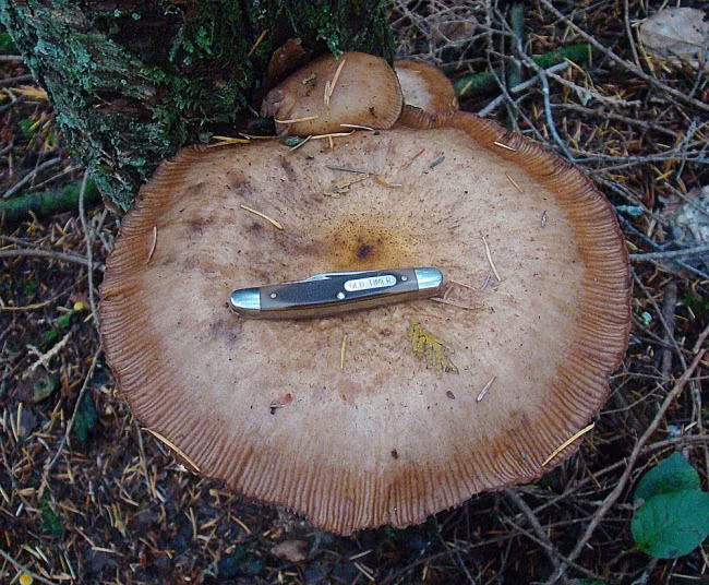 16 loài động, thực vật lớn nhất trên trái đất có thể bạn chưa biết ảnh 9