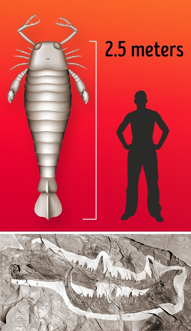 16 loài động, thực vật lớn nhất trên trái đất có thể bạn chưa biết ảnh 10 16 loài động, thực vật lớn nhất trên trái đất có thể bạn chưa biết ảnh 10