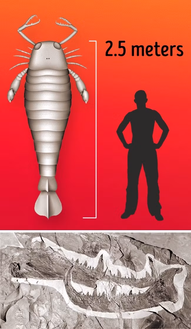 16 loài động, thực vật lớn nhất trên trái đất có thể bạn chưa biết ảnh 10