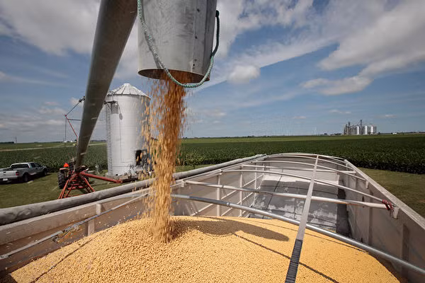 Mỹ mua gần 1 triệu tấn đậu tương của Mỹ trước ngày đàm phán để bày tỏ thiện chí.