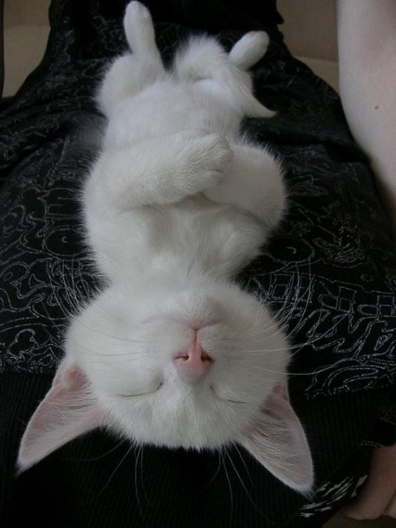 HÃ¬nh áº£nh Kitty cáº§u nguyá»n