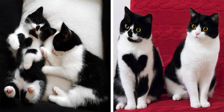 Chùm ảnh ngọt ngào của những cặp đôi thú cưng lớn lên cùng nhau ảnh 8