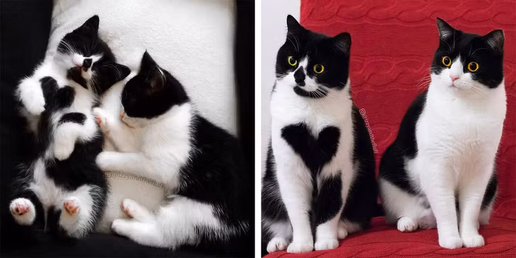 Chùm ảnh ngọt ngào của những cặp đôi thú cưng lớn lên cùng nhau ảnh 8