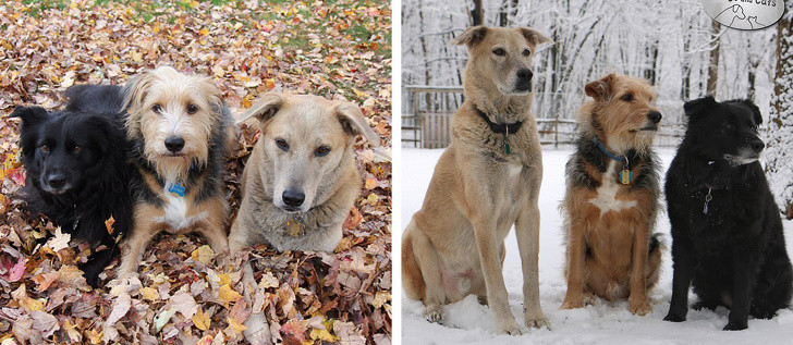 Chùm ảnh ngọt ngào của những cặp đôi thú cưng lớn lên cùng nhau ảnh 10