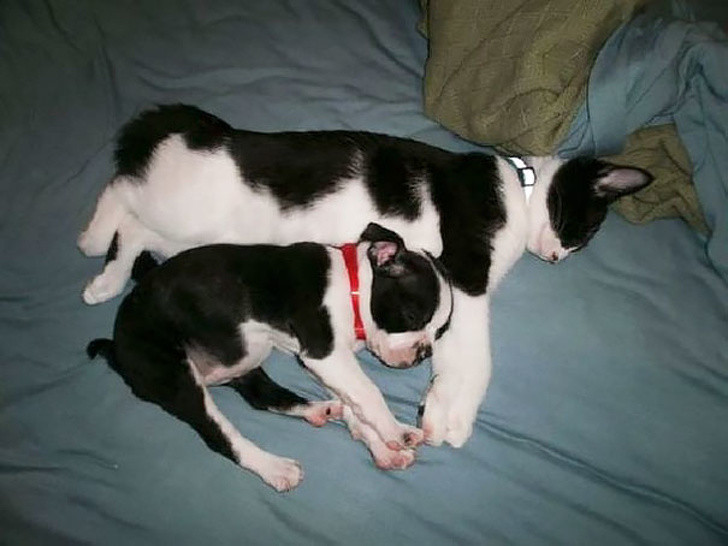 15 cặp song sinh khác loài với vẻ ngoài quá đỗi dễ thương ảnh 7