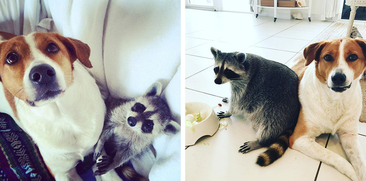 Chùm ảnh ngọt ngào của những cặp đôi thú cưng lớn lên cùng nhau ảnh 9