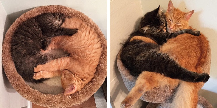 Chùm ảnh ngọt ngào của những cặp đôi thú cưng lớn lên cùng nhau ảnh 6