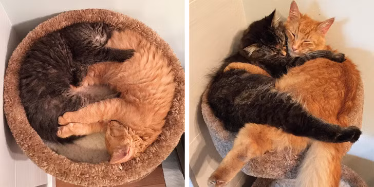 Chùm ảnh ngọt ngào của những cặp đôi thú cưng lớn lên cùng nhau ảnh 6