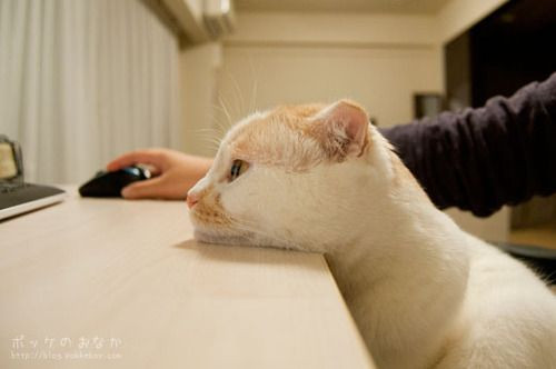 HÃ¬nh áº£nh sĩAªu chÃ¡n mÃ¨o