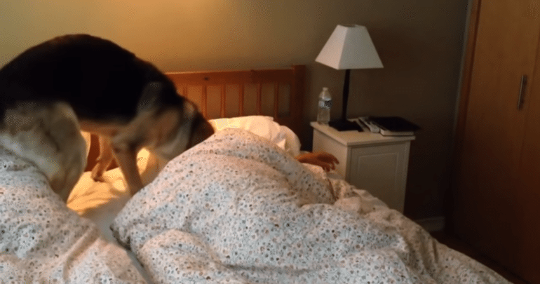 Káº¿t quáº£ hÃ¬nh áº£nh cho dog Wakes you up