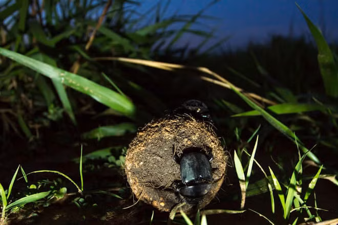 Ô nhiễm ánh sáng đang đẩy côn trùng đến bờ vực tuyệt chủng - Ảnh 2.