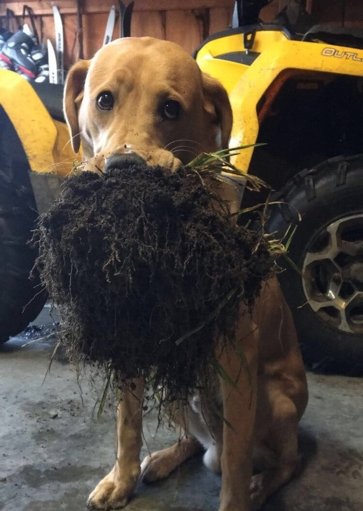 Chùm ảnh kỳ quặc về loài chó khó ai giải thích nổi ảnh 7