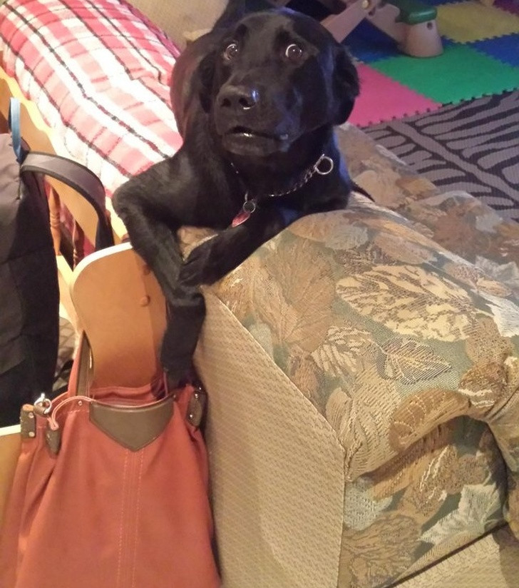 15 hình ảnh chứng minh các con vật nghịch ngợm không mong bạn về sớm ảnh 5