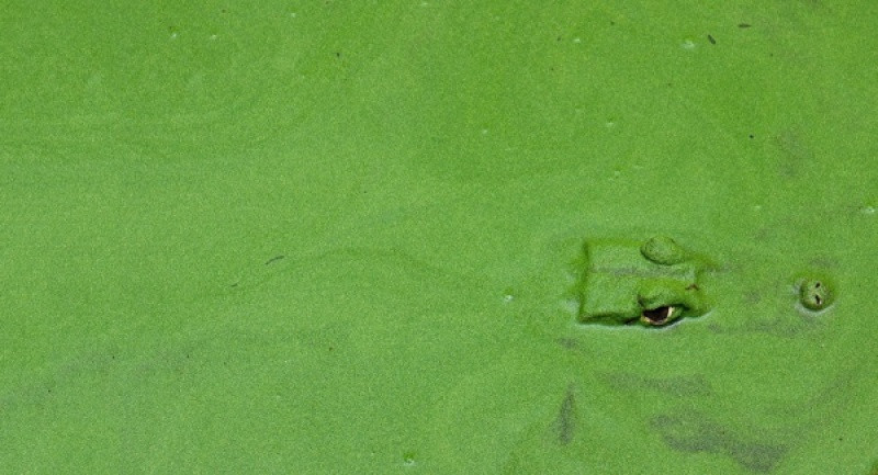 15 loài động vật bình thường nhưng đảm bảo bạn chưa từng thấy trước kia ảnh 15