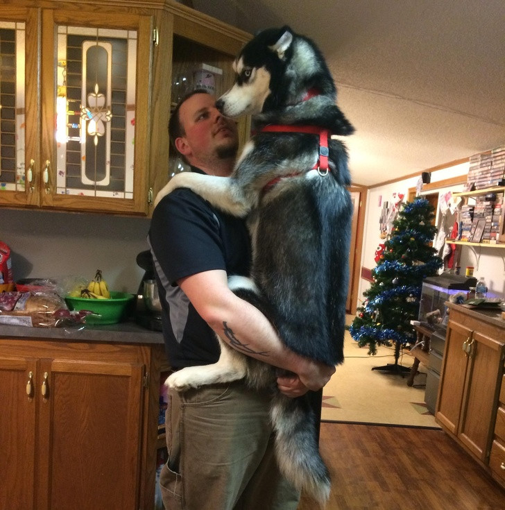 Chùm ảnh kỳ quặc về loài chó khó ai giải thích nổi ảnh 8